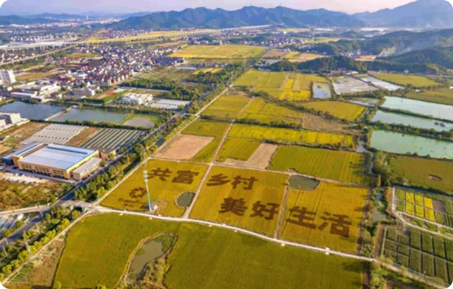 trimethylglycine liver